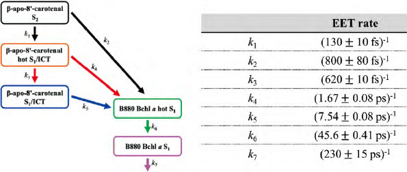 カロテノイド：構造と機能から見る新たな視点 | JAIMA 一般社団法人