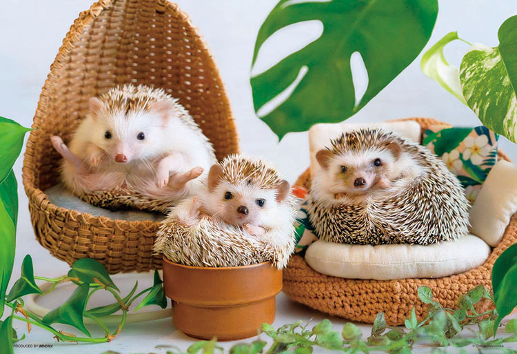 BEV-300-138 ペット・動物 ハリネズミのしあわせ時間 300ピース