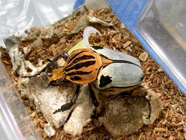 兵庫県明石市の自営業者が密輸していた世界最大…：密輸された動物たち