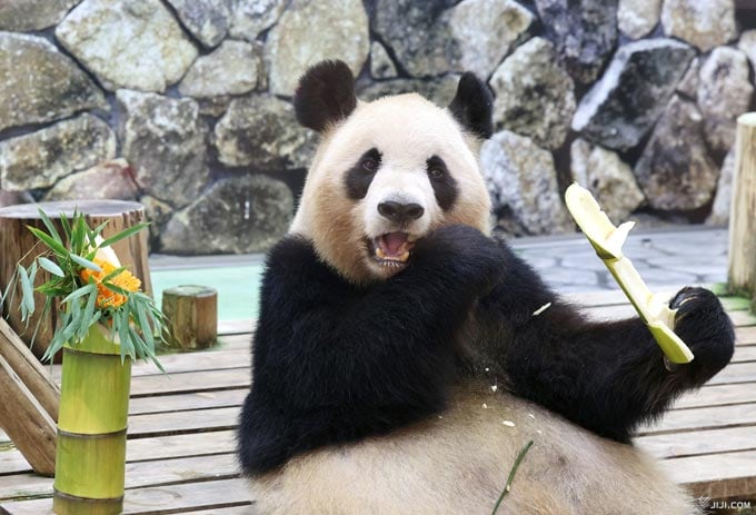 パンダなぜ返還、「ゼロの日」来る？◇歴史に見る中国の狙い #取材班