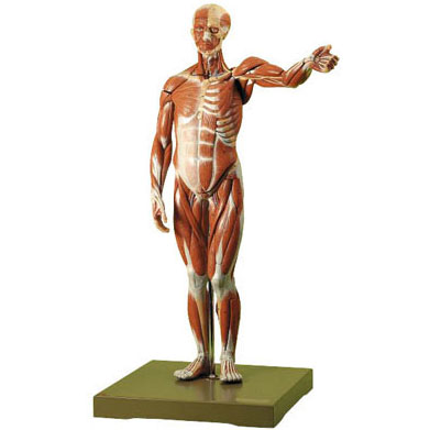 人体模型 人体解剖模型/男性 ソムソ社