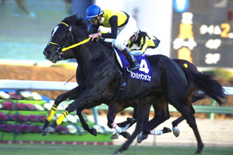 JRAホームページ｜データファイル｜競走成績データ