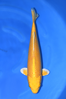 特選錦鯉-K0483 山吹黄金（新潟県産） - 錦鯉販売・川崎錦鯉店