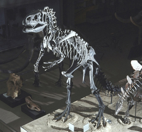 第三紀動物園 展示案内