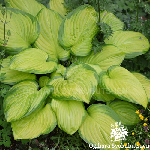 ギボウシ(ホスタ) 'ステンドグラス'｜おぎはら植物園