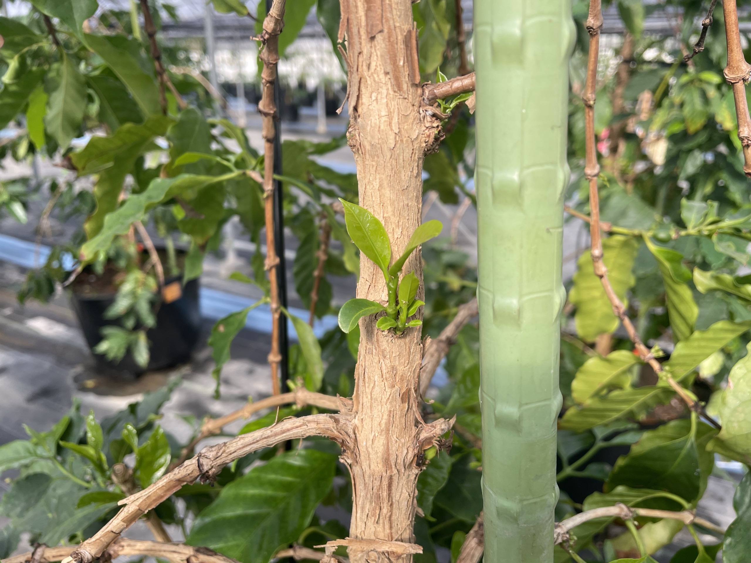 524A5053-3FD4-45E3-9608-