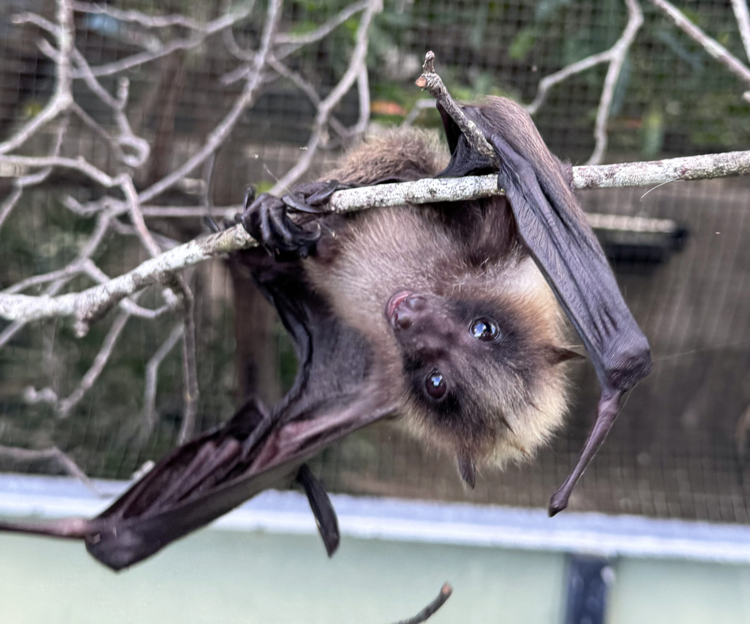 世界初！ダイトウオオコウモリの赤ちゃんが誕生しました！ | 沖縄