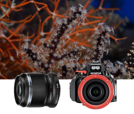 OLYMPUS ED 30mm F3.5 Macro 交換レンズ M.ZUIKO DIGITAL ED 30mm F3.5