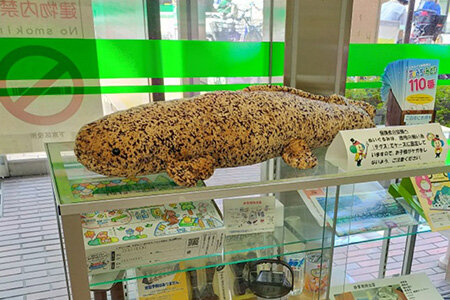 オオサンショウウオの息継ぎを