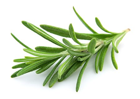 ローズマリー・シネオール-精油の販売店 - オレンジフラワー