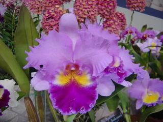 世界らん展日本大賞2002 カトレア 交配種 Japan Grand Prix