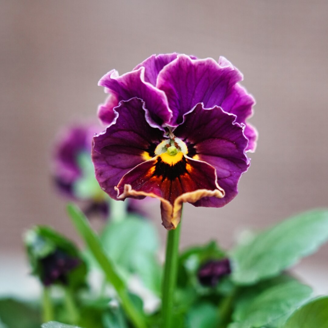 ビオラ＆パンジー｜sekiguchi-dai | 音ノ葉 | 文京区｜グリーン