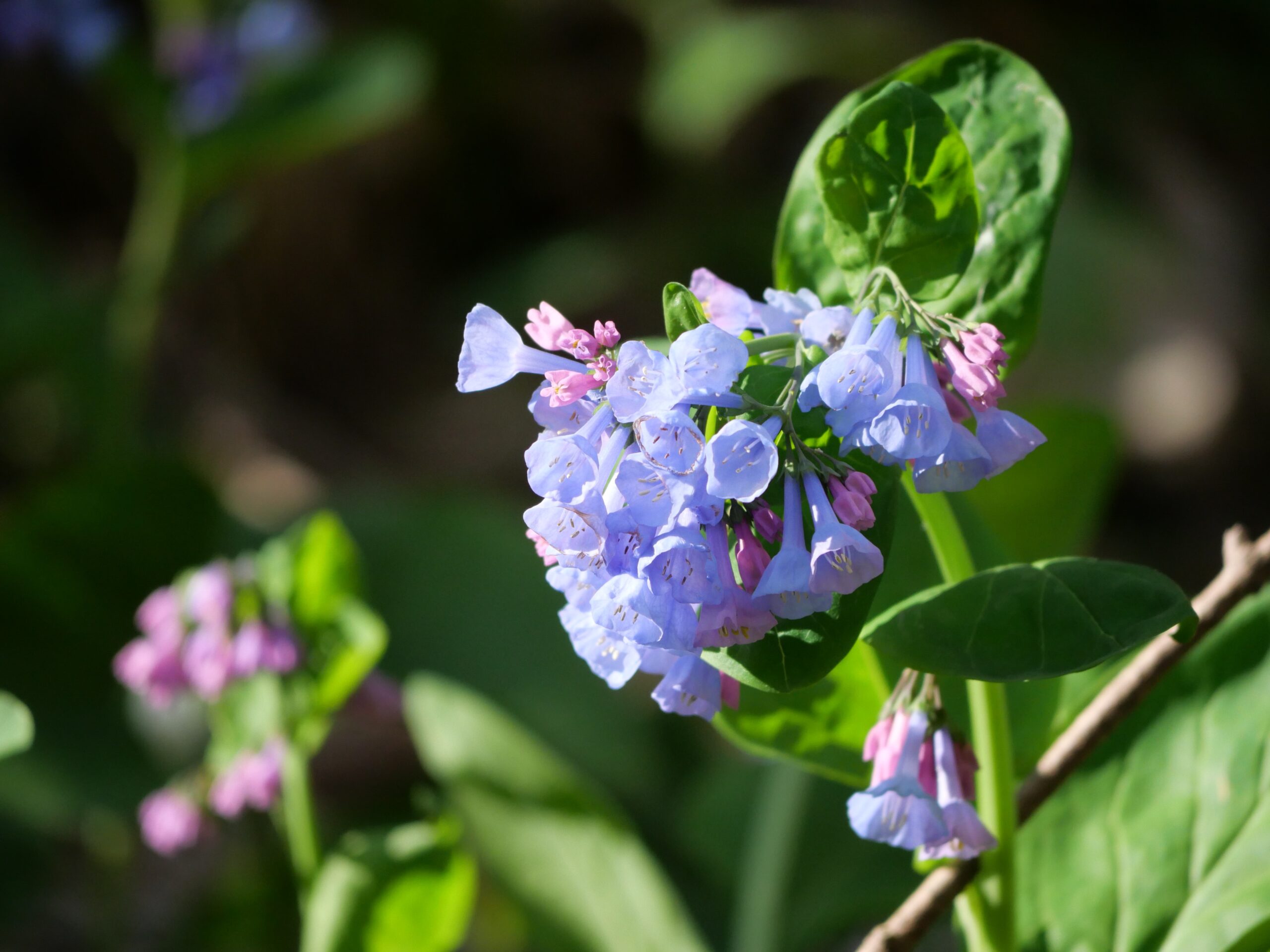 What's Blooming at Shenks Ferry Wildflower Preserve 2025