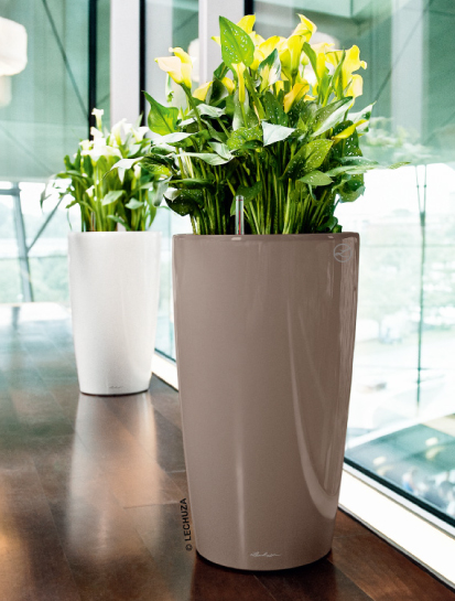 ロンド | レチューザ・プレミアム | 松尾貿易商会