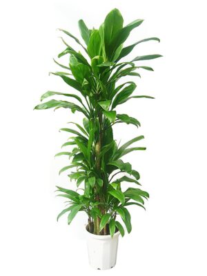 ストレリチア・レギネ 10号サイズ | HITOTOKI by MAKIMO PLANT