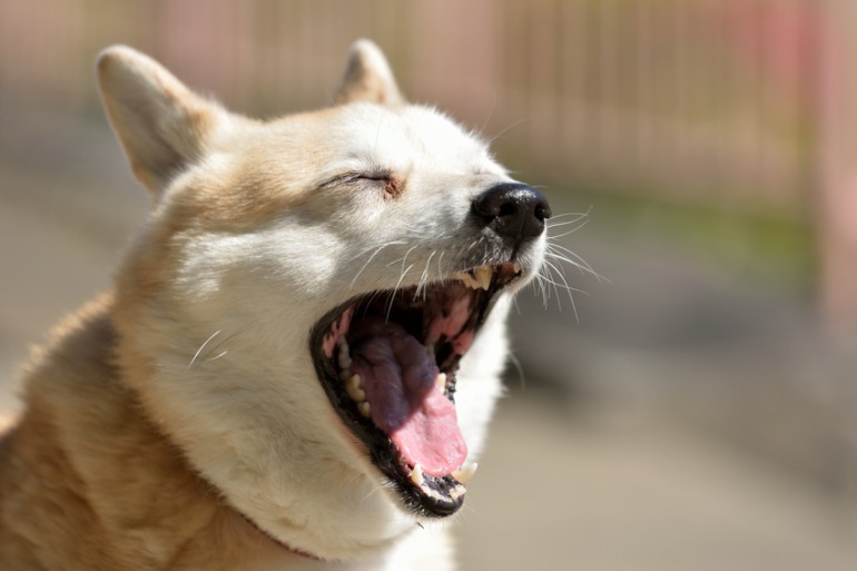 犬のカーミングシグナルは27種類！？ しぐさの意味を解説｜みんなの