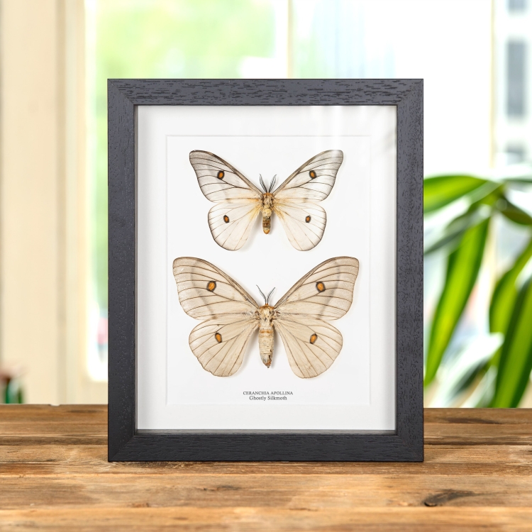 Ghostly SilkMoth In Box Frame (Ceranchia apollina)