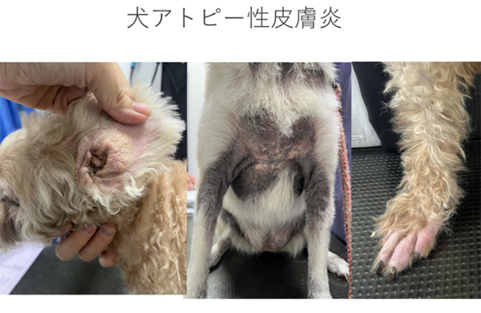 日経ビジネスイノベーションフォーラム 「犬の皮膚にも