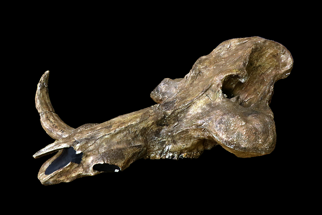 pukupiku8thunder 最大級！イボイノシシの頭骨 pukupiku8thunder 最大