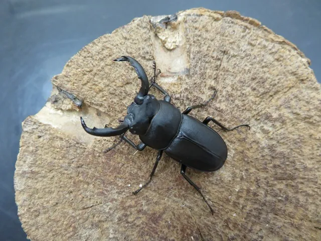 アマミシカクワガタ（奄美大島産）43ミリペア販売/クワガタ工房 虫吉