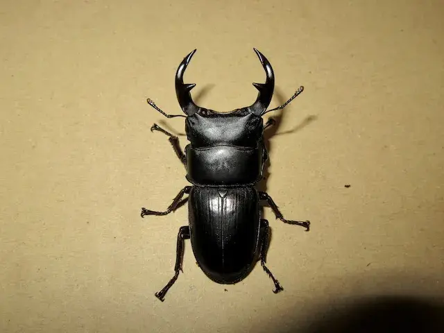 オオクワガタ佐賀県神埼産76ミリペア販売/クワガタ工房 虫吉