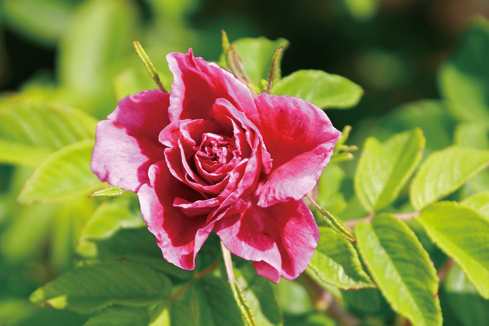 ノエビア 80シリーズ | 株式会社ノエビア