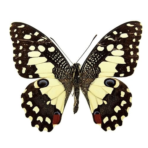 オナシアゲハ , 蝶の標本 販売・通販のNatureShop|モルフォやキプリス