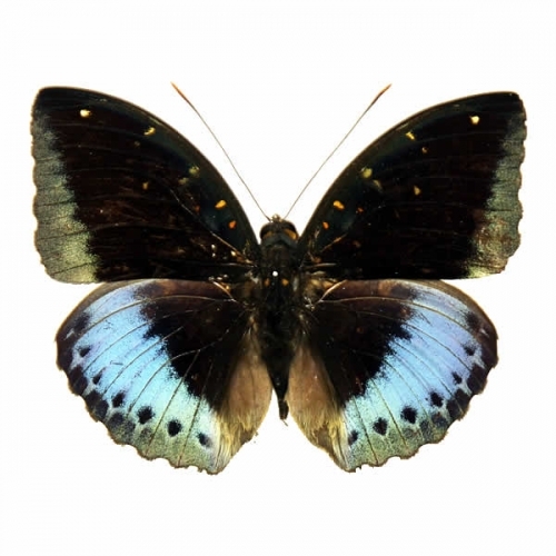オオクジャクアゲハ , アゲハ蝶科標本 , 蝶の標本 販売・通販の
