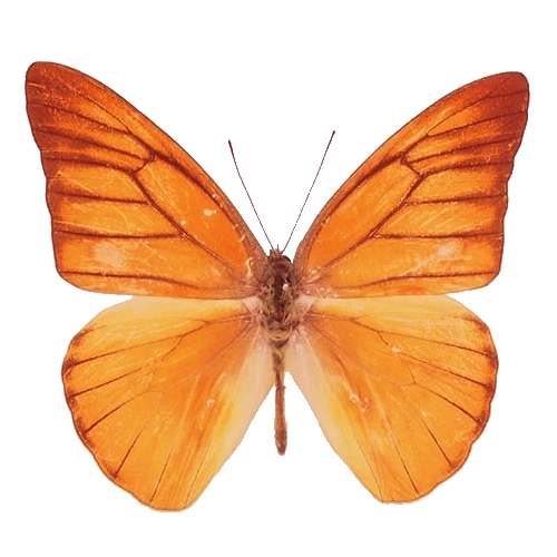 クジャクチョウ(孔雀蝶) , タテハ蝶科標本 , 蝶の標本 販売・通販の