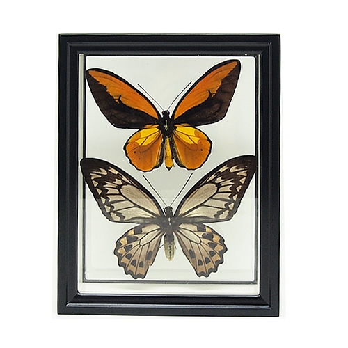 セット標本 , 蝶の標本 販売・通販のNatureShop|モルフォやキプリス