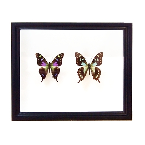 セット標本 , 蝶の標本 販売・通販のNatureShop|モルフォやキプリス