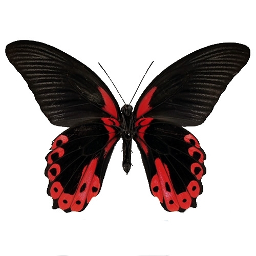 アカネアゲハ , タグ「black」 , 蝶の標本 販売・通販のNatureShop