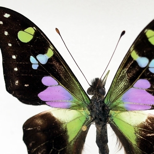 HiЯ∅様(木)まで専用 蝶の標本 ミイロタテハの世界(特AA) HiЯ∅様(木