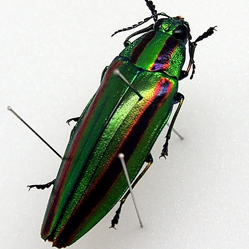 ヤマトタマムシ , 昆虫標本 , 蝶の標本 販売・通販のNatureShop