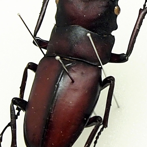 ノコギリクワガタ(鋸鍬形) , 昆虫標本 , 蝶の標本 販売・通販の