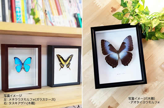 ルーゲンスミイロタテハ , 蝶の標本 販売・通販のNatureShop|モルフォ