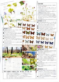 完本北海道蝶類図鑑