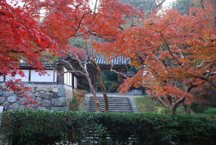 秋色に染まる大和路—奈良県の紅葉情報2022 | ならリビング.com
