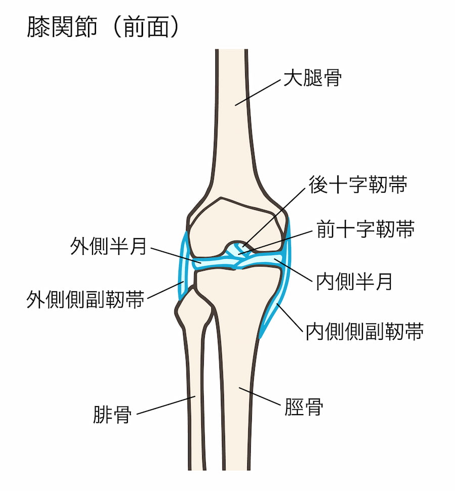 犬の前十字靭帯断裂とは？｜TPLOという手術を実施した症例 – 成増