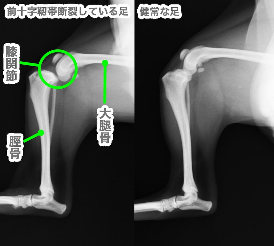 犬の前十字靭帯断裂とは？｜TPLOという手術を実施した症例 – 成増