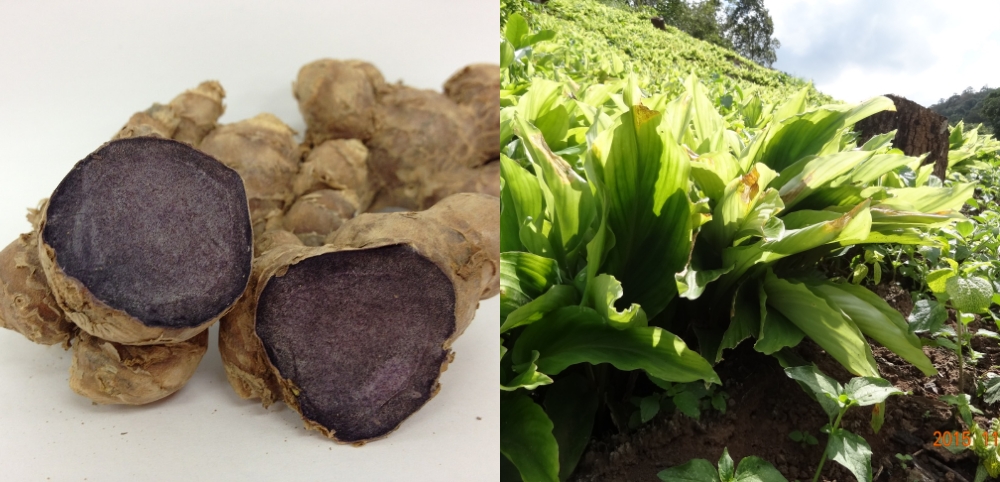 カロリムーブ(通常購入): シリーズから探す / ナリスオンラインストア