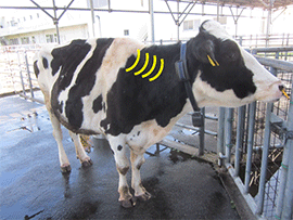 動物衛生研究部門:衛生管理グループ | 農研機構