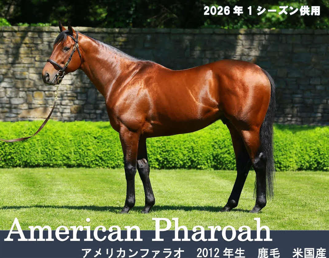 1年限定”「26年7月に米国に帰厩」クールモアもアメリカンファラオの