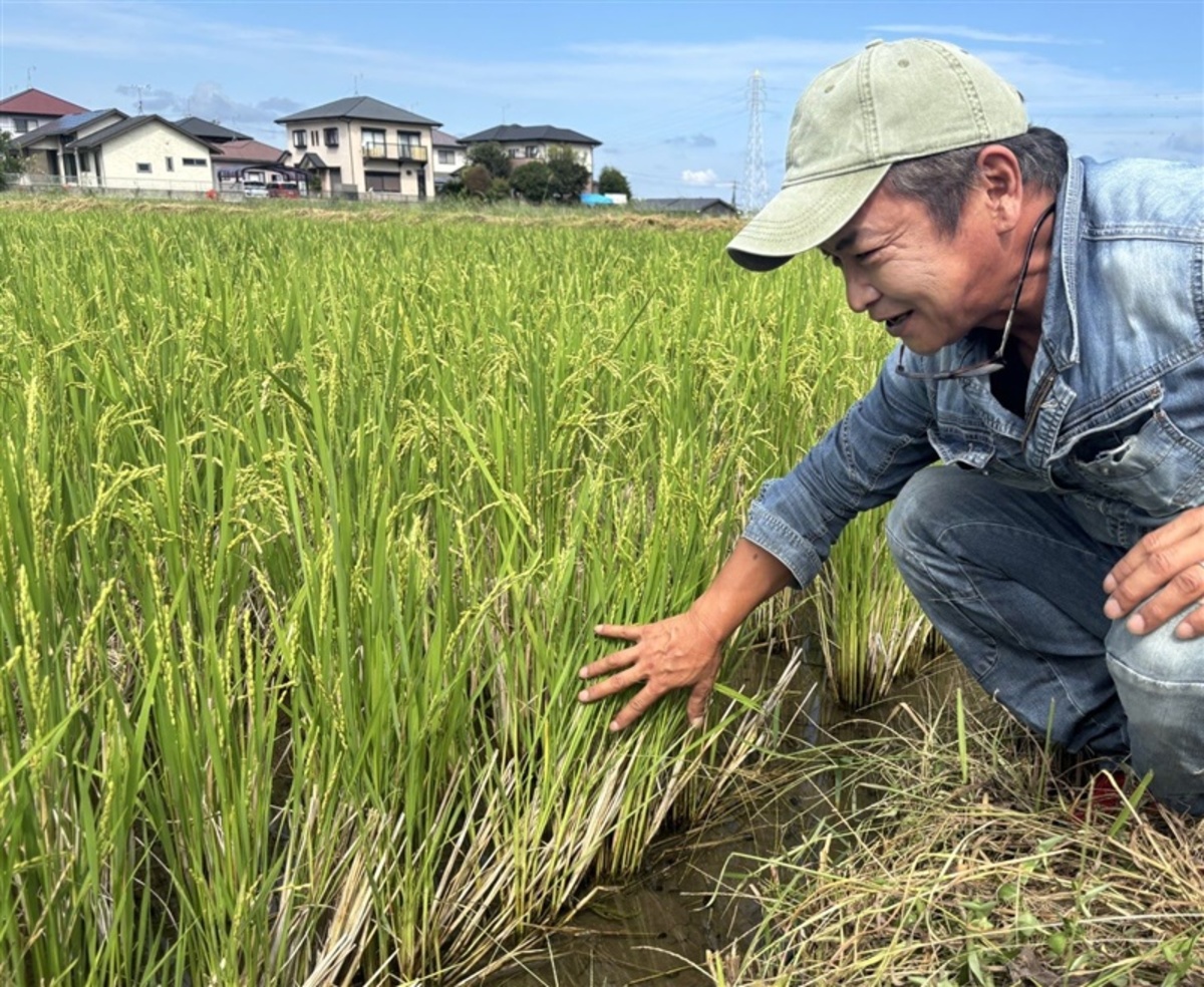 猛暑逆手、九州で「再生二期作」じわり コメ収穫1・4倍、収入増に期待