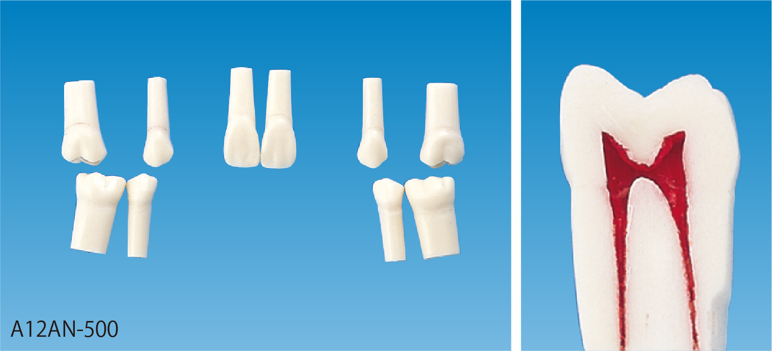 補綴修復実習用顎模型 [D18D-500A-QF](D咬合器つき)｜株式会社ニッシン