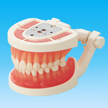 歯の解剖｜株式会社ニッシン｜歯科模型・歯科材料のトップメーカー