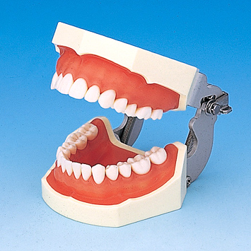 舌模型 [Z-1]｜株式会社ニッシン｜歯科模型・歯科材料のトップメーカー