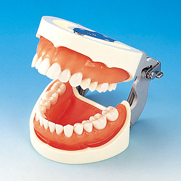 歯内療法実習用模型歯 [A22AN-500]｜株式会社ニッシン｜歯科模型・歯科