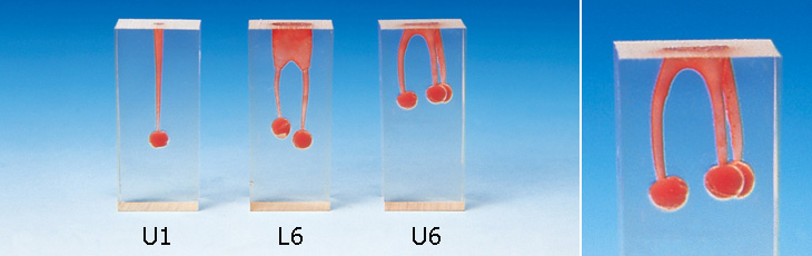 歯内療法実習用ブロック [S6シリーズ]｜株式会社ニッシン｜歯科模型