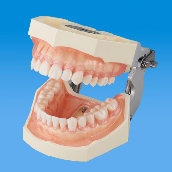 500HPRO用舌模型 [500HPRO-Z1]｜株式会社ニッシン｜歯科模型・歯科材料